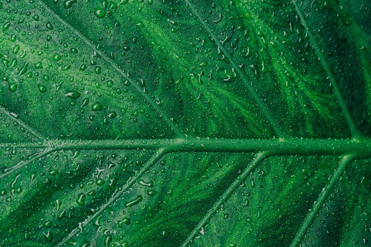 Black Friday? How About Green November!