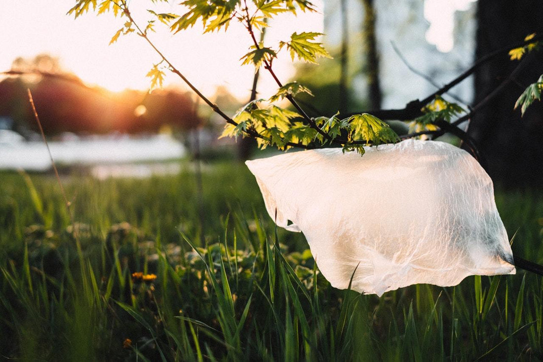 The Future of Plastic Bans